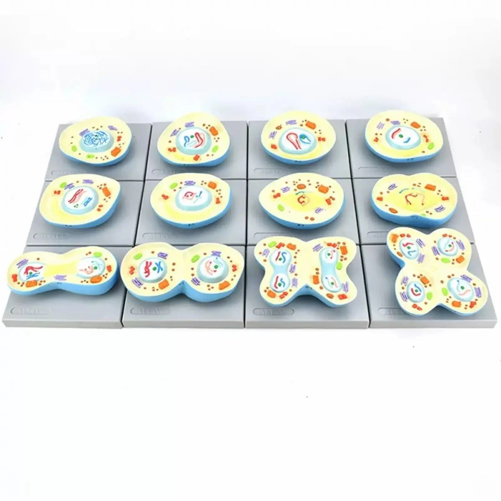 PVC 12 Parts Nucleus Meiosis Chromosome Model Medical Teaching Models