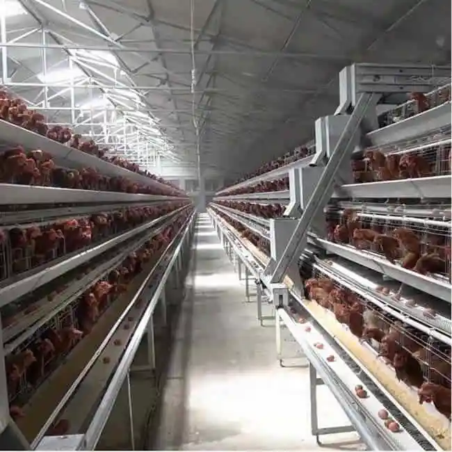 

15000 Automatic Chicken Equipment A Type Battery Layer Poultry Farming Cage Systems with Automatic Feeding Machine