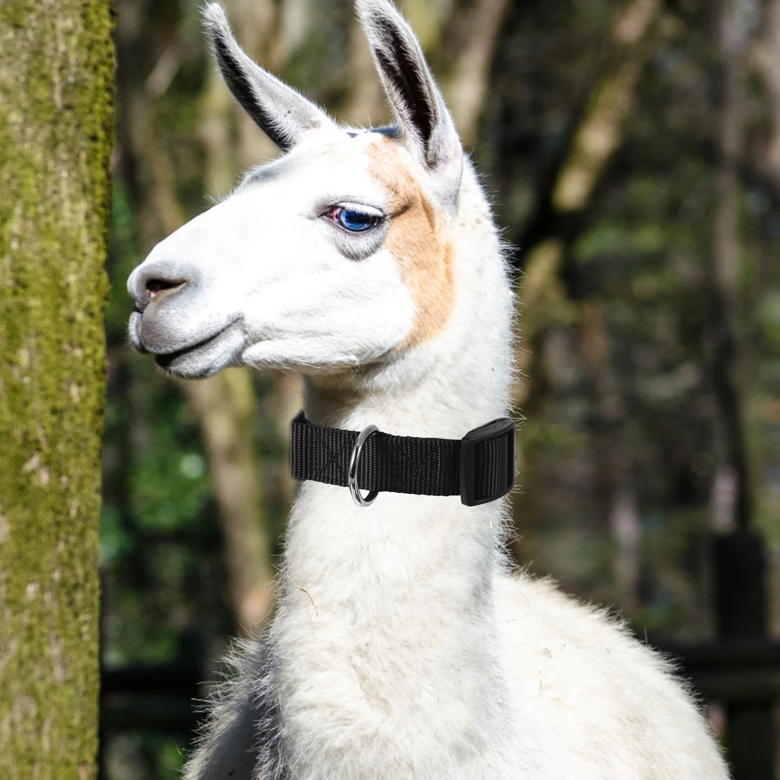 

10Pcs Adjustable Sheep Collars Durable Colored Goat Cow Collars Farm Animal Livestock Accessories Adjustable Goat Collar