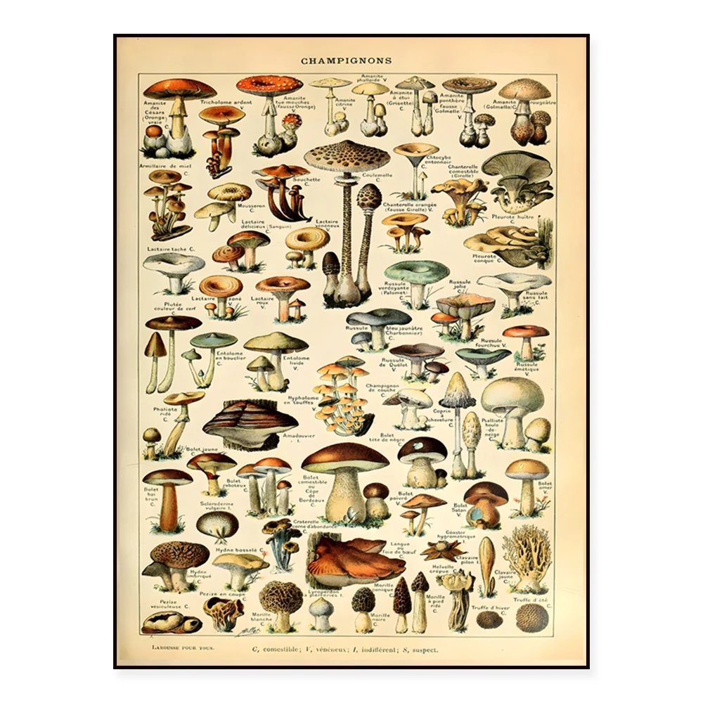 ملصق الفطر، فطر قابل للطباعة، قابل للطباعة النباتية، رسم توضيحي للنباتات، فن الفطريات من أدولف ميلوت، أمي النباتية القابلة للطباعة