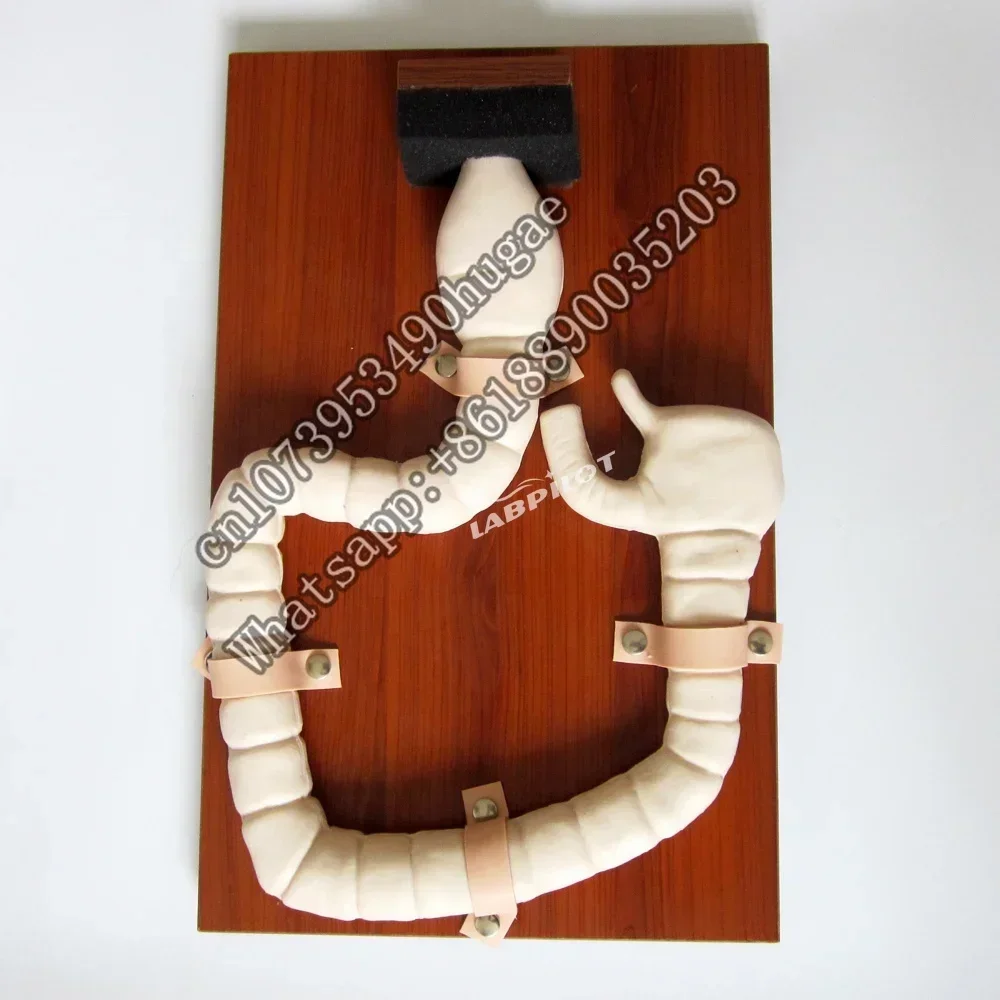 Intestinal Endoscopy Simulator Rectum and Colon Anatomy Model