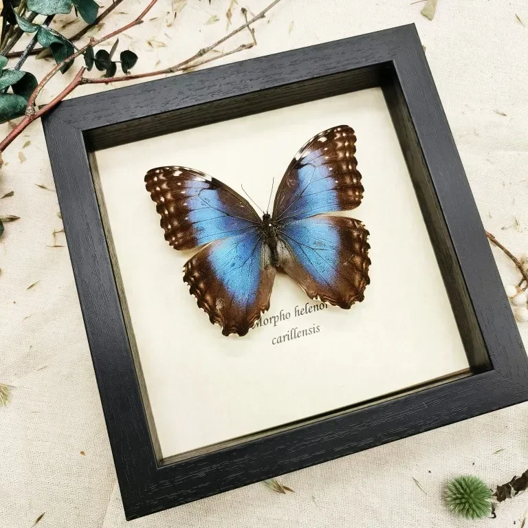 Morpho Menelaus Blue Flash Butterfly Real Butterfly Specimens Wings Have Spread Out Entomologist Insect Lover