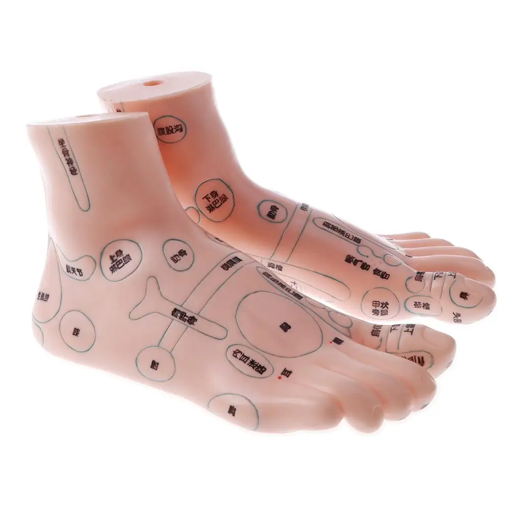 2 PCS Human Feet Model With Acupoint Traditional Learning Display