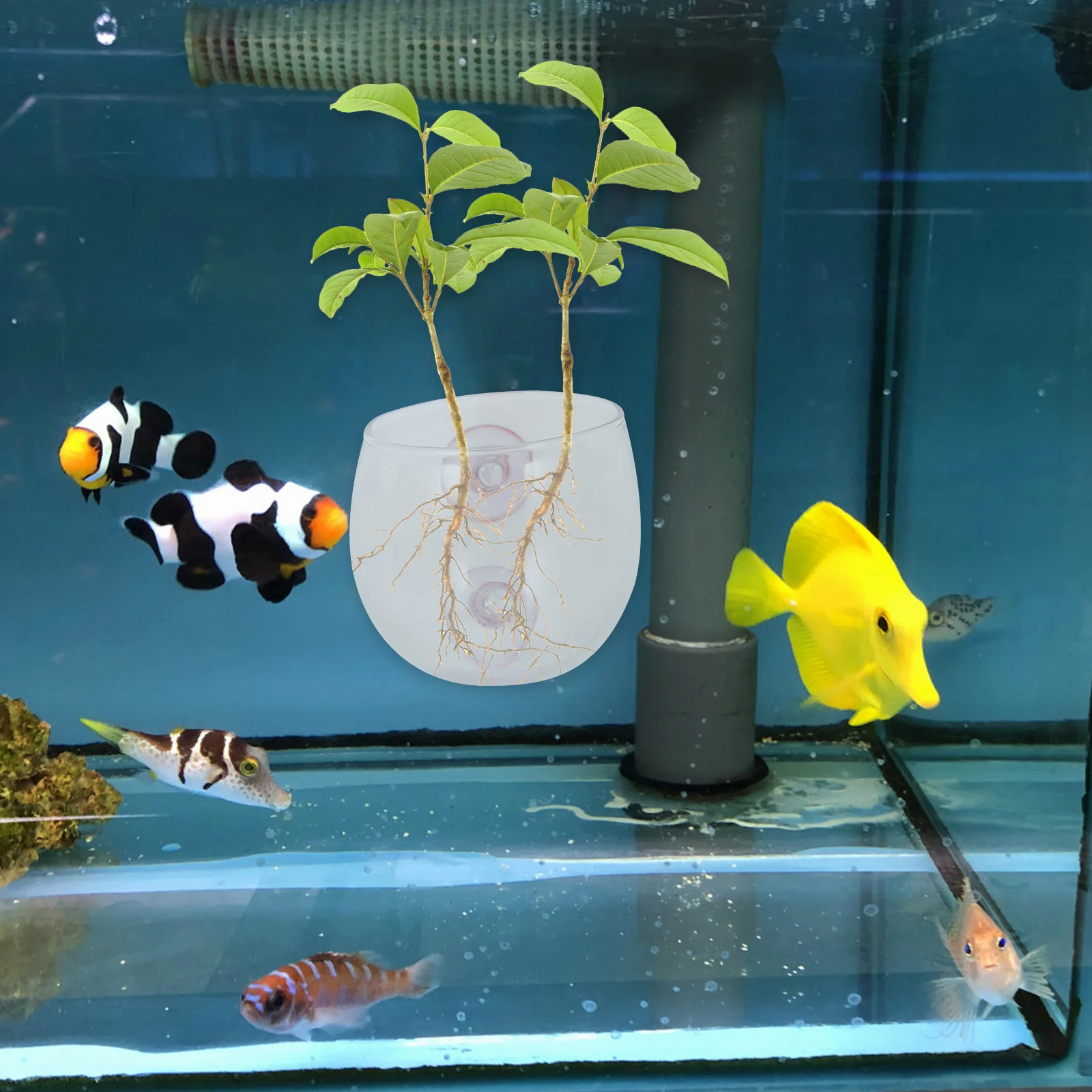 

Aquatic Plant Pot Transparent 650x650x600cm Suction Cup Aquarium Fish Tank Plant Bowl Holder Mini Potted Aquatic Plants