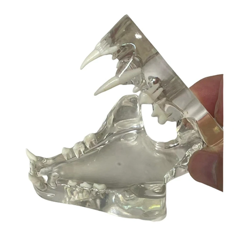 Dientes caninos transparentes, modelo anatómico, animales, mandíbula de diente Oral para herramienta educativa veterinaria