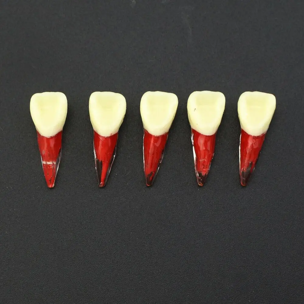 Kilgore Nissin Type Dental Endo Practice Teeth Anatomical Pulp Cavity Root Model