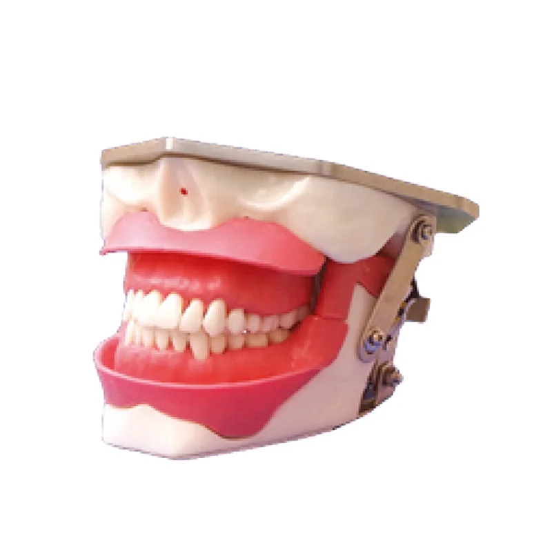 

Tooth extraction model Human tooth model Medical science education model