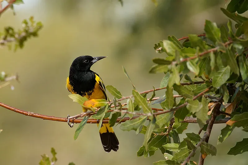 ใบพัดเจมแฟน 9150 จำนวน 2 คู่ - ขนาด 9 นิ้ว 3 ใบพัด ไนลอนผสมใยแก้ว ปรับแต่งสำหรับการบินในระดับความสูงสูง เพื่อประสิทธิภาพการบินของโดรน FPV