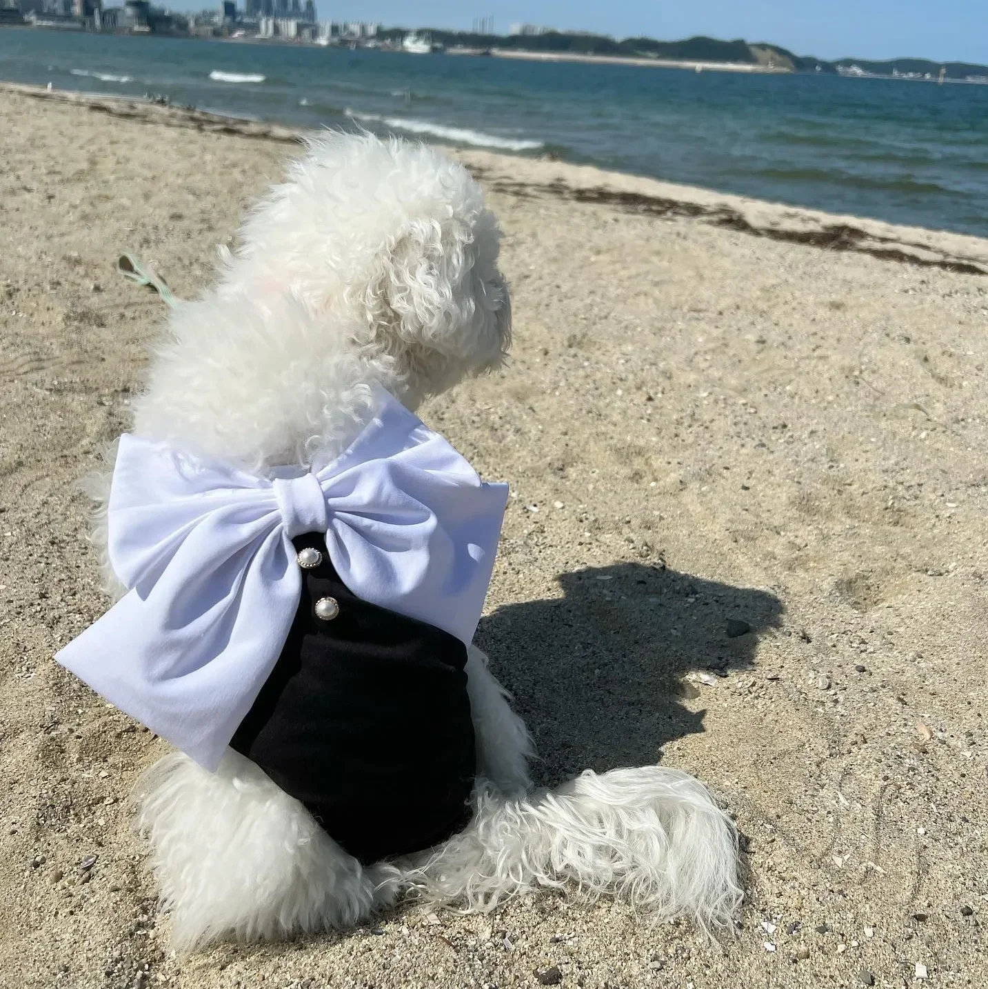 New INS Dog Bikini Bow Swimwear Elastic Lycra Ice Tank Top Black and White Luxury Dog Swimwear Fashion Design Photography Props