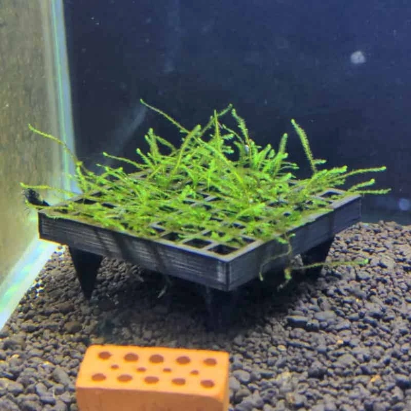 Cesta para Musgo de Acuario, Soporte para Musgo Vivo, Decoración para Plantas Acuáticas, para Camarones, Bettas y Acuarios de Agua Dulce