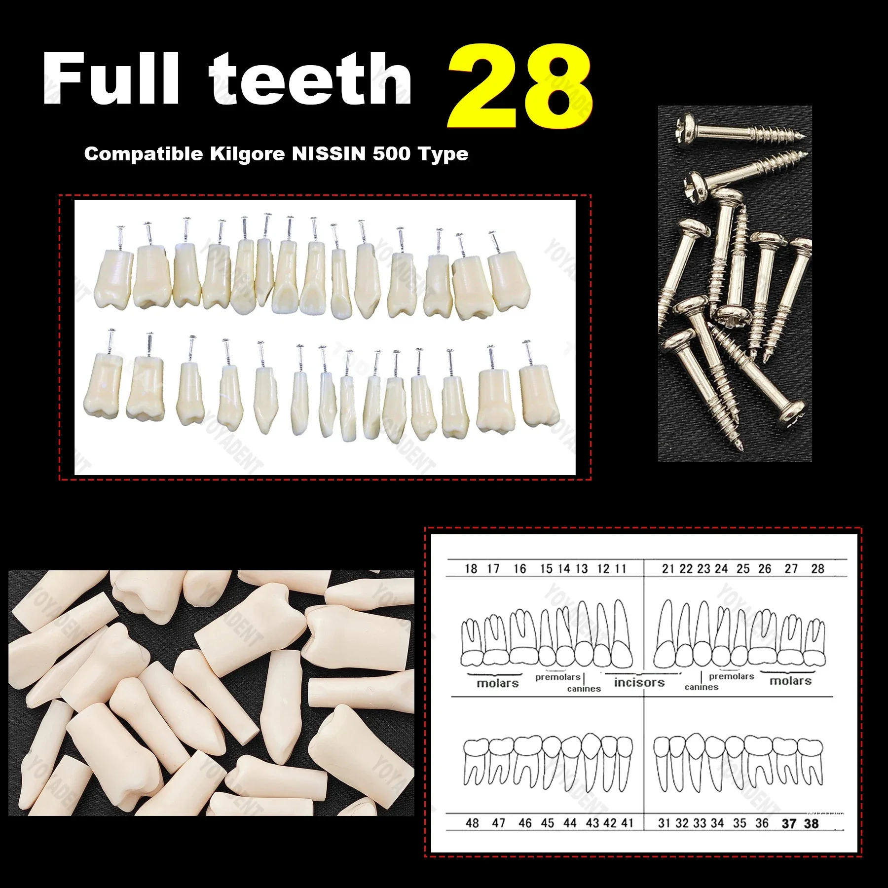 Dental Resin Tooth Model Replacement Teeth Particles Compatible NISSIN 500 Type Teaching Model Practice Training Material