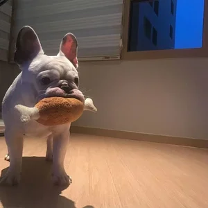 مهدئ لعبة الأليفة أفخم لعبة أفخم القتال القط الأليفة لدغة الأسنان المقاومة طحن لعبة أرجل الدجاج لصنع الصوت أعلى 8 مبيعات للكلاب - رقم 6