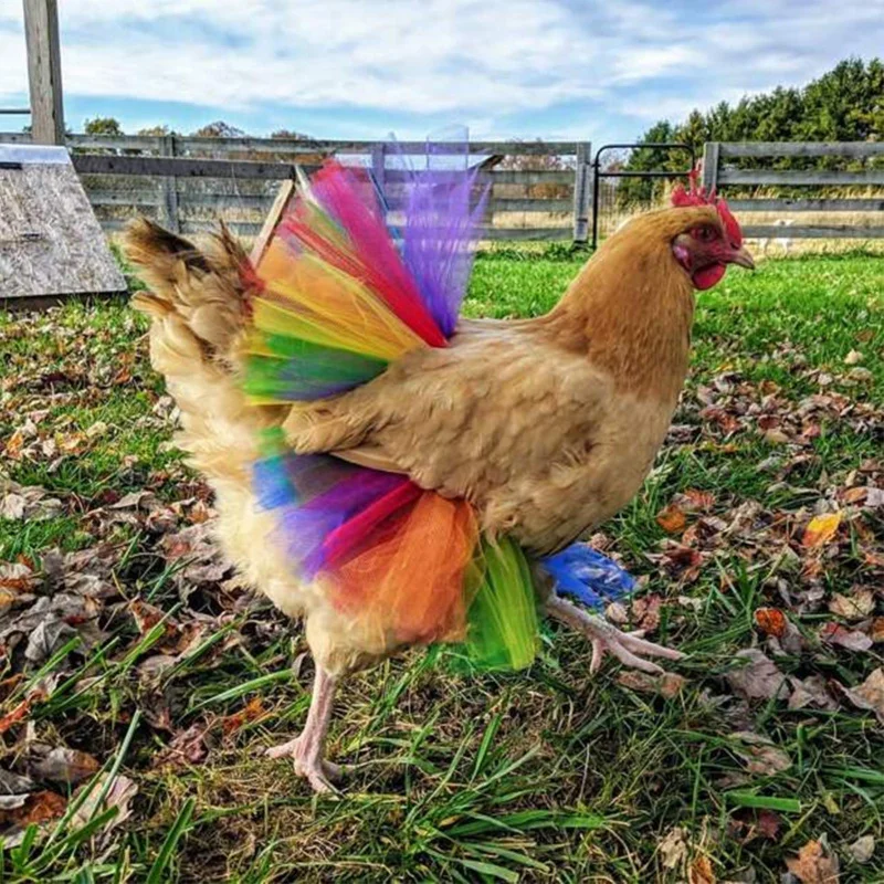 Single Strap Chicken Apron Waterproof Accessories Poultry Warm Back Protector Feather Growth Chicken Jackets Funny Hen Saddle