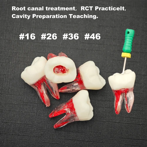 Imagen 2 del producto Modelo de enseñanza de dientes dentales, modelo de práctica de RCT, estudio de dientes de Canal radicular Dental, tipo klgore Nissin para llenado de preparación de cavidad