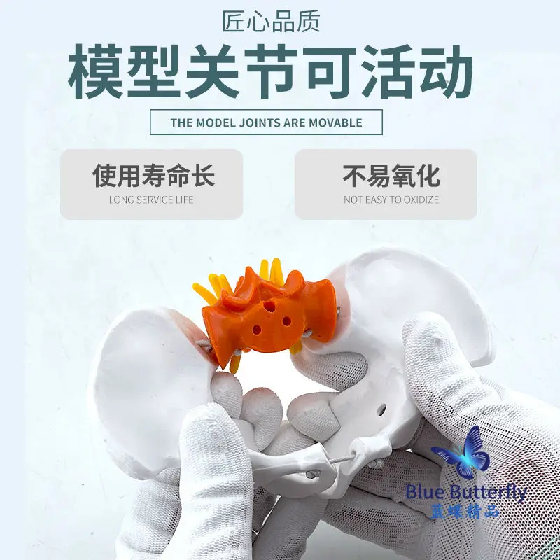 Female Pelvic Muscle Rubber Band Connection Model and Pelvic Floor Muscle Model Uterine Pelvic Pelvic Activity Mold