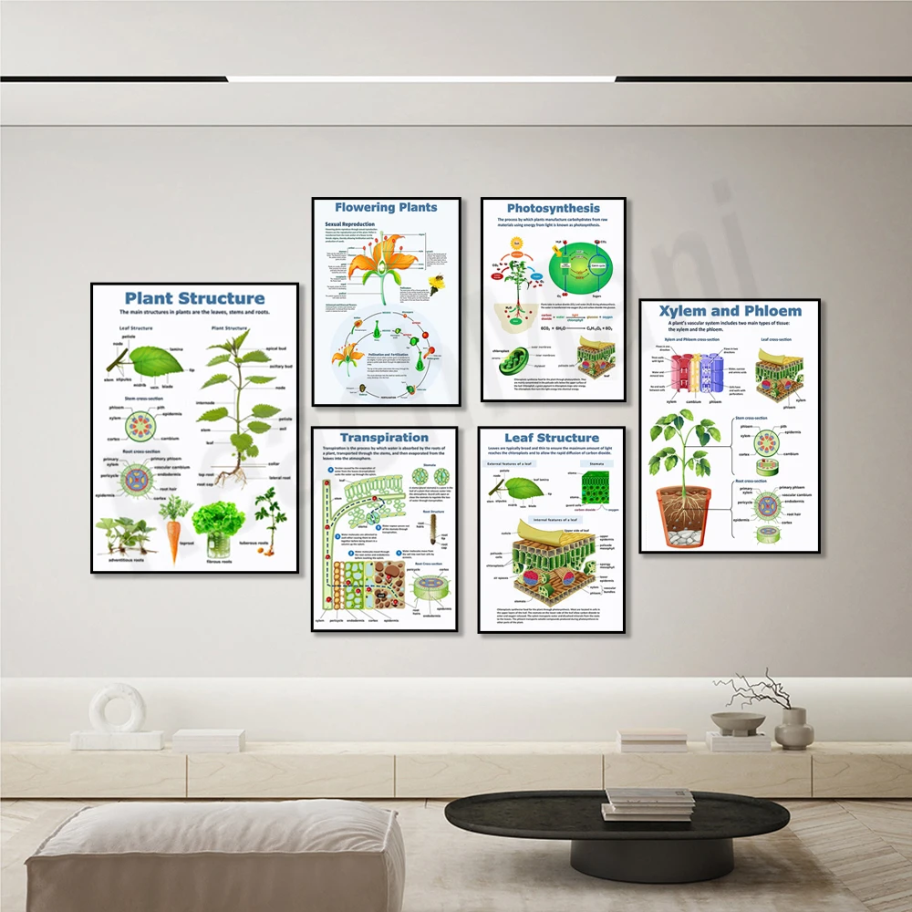 הPoster ביולוגיה: שילוב של אסתטיקה וידע – תיאור, שימוש ותובנות על תפקודו של ה- Xylem