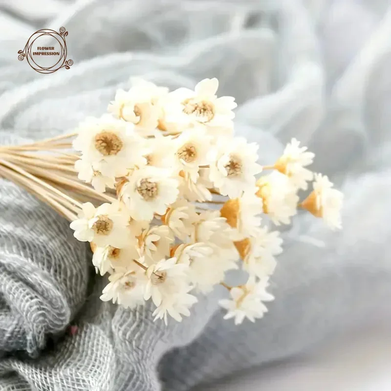Margarita de estrella pequeña Natural, flores secas, decoración de boda, pequeño ramo de Flores de manzanilla, decoración de crisantemo para fiesta, decoración del hogar