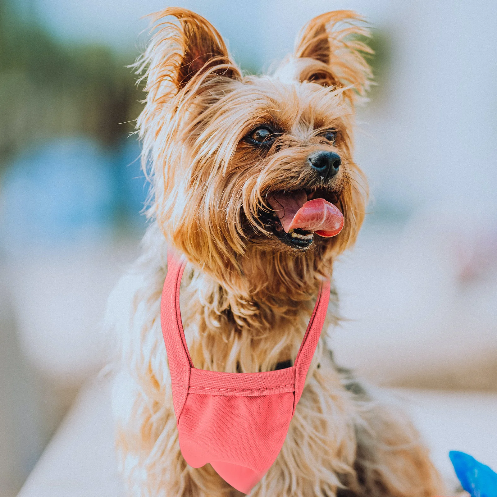 

Warm Bellyb for Dogs Cats Blue M Cotton Tummy Suit Thick Puppy Clothes Comfortable Pet Costume Dog Party Apron Soft Material Pet