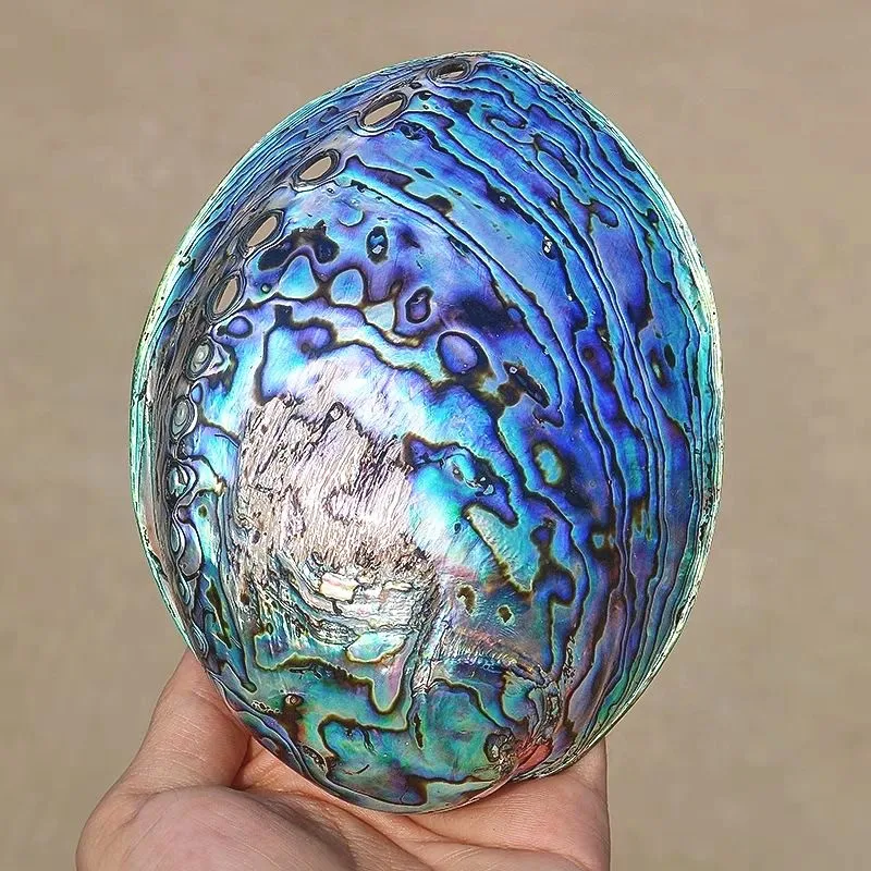 Natural Crystal Abalone Shells New Zealand Colorful Home Decoration Seafood Craft Supplies