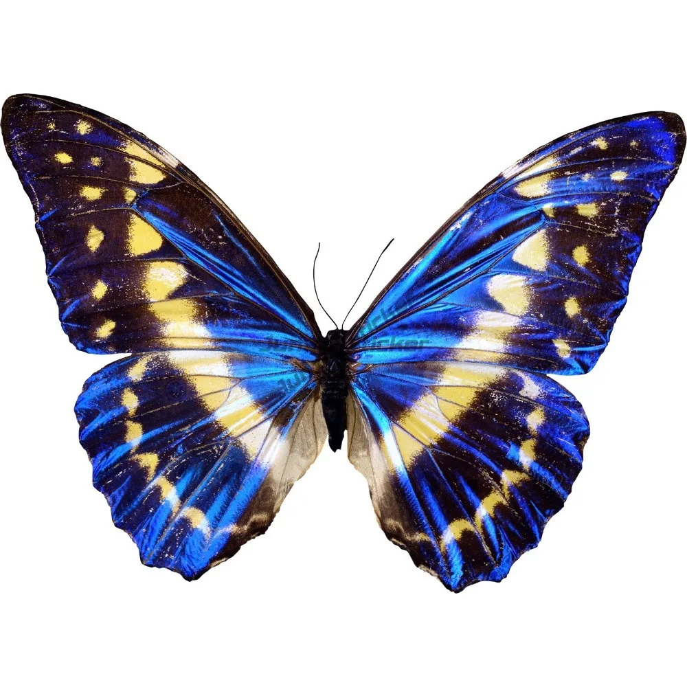 

Blue Butterfly Sticker Vibrant Wing Lovely Design Pretty Beautiful Cute Waterproof Scratch-proof Exterior