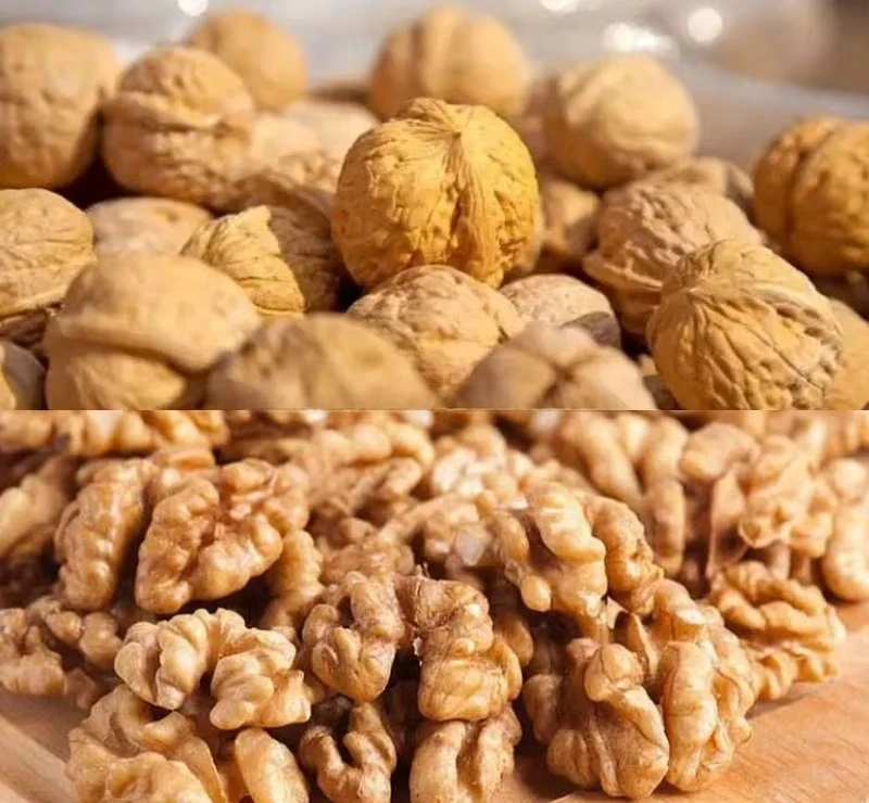 High Performance  Pecan Sheller Machine / Walnut Kernel Peeling Machine / Pecan Crack Machine