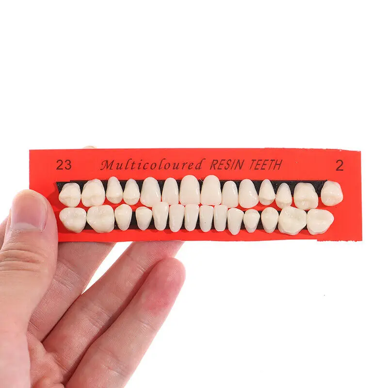 28pcs Dental Training Teeth Model - Permanent Resin Set for Dentistry Teaching, Dental Technician Practice, False Educational