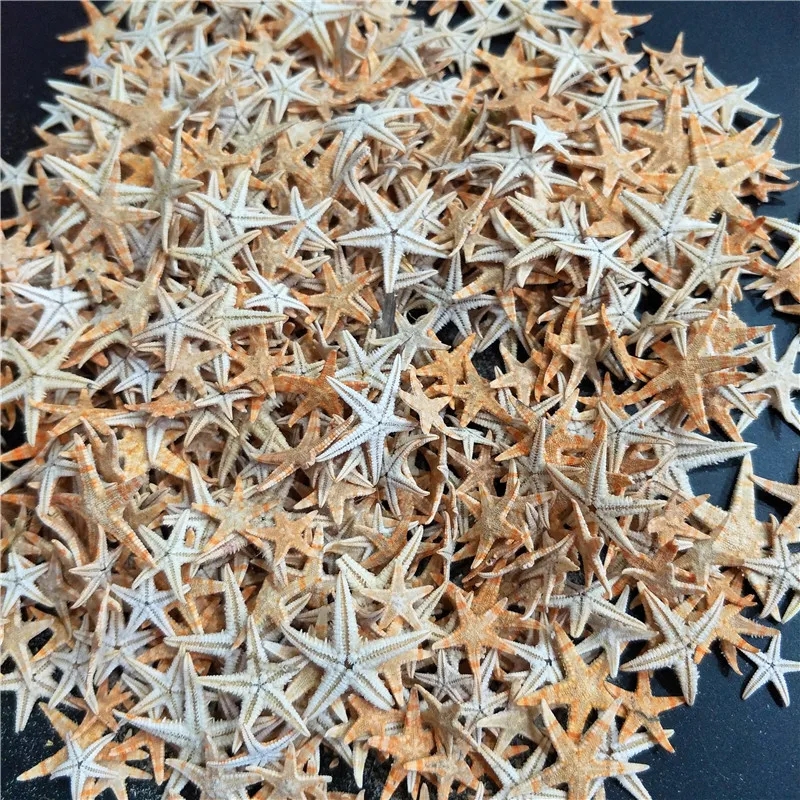 1 صندوق نجم البحر الطبيعي صدف الشاطئ الحرفية نجوم البحر الطبيعية DIY بها بنفسك شاطئ الزفاف الديكور الحرف ديكور المنزل