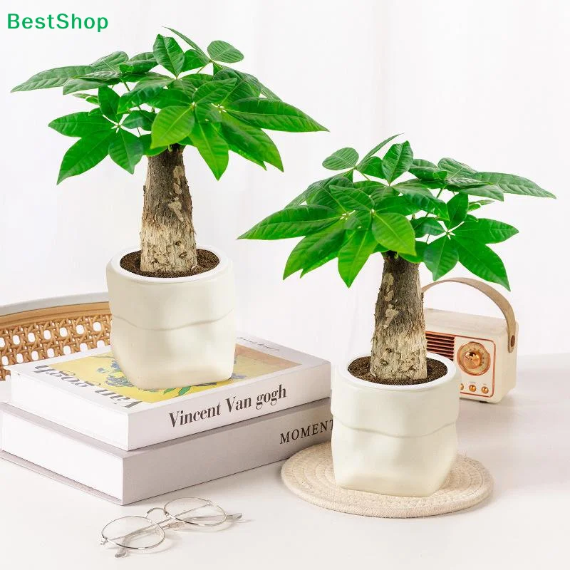 ✍Mini Self Watering…
