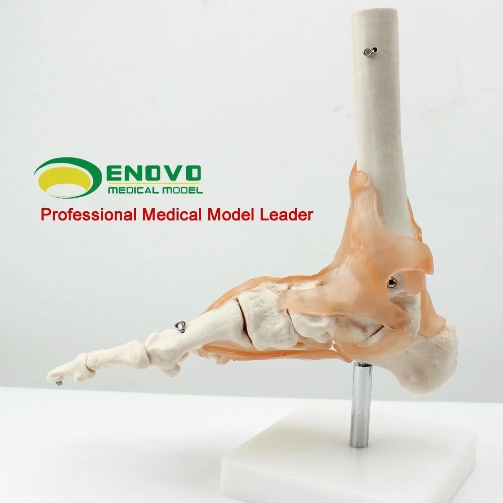 One to One Foot Joint Ligament Model Human Foot Joint Skeletal Movement System Anatomy Hand Foot Surgery