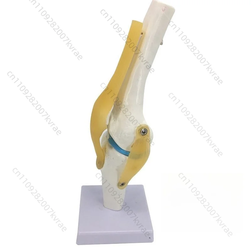 Human Functional Knee Joint Silicone Teaching Model, Movable Meniscus Cruciate Ligament Patella Bone Demonstration Model