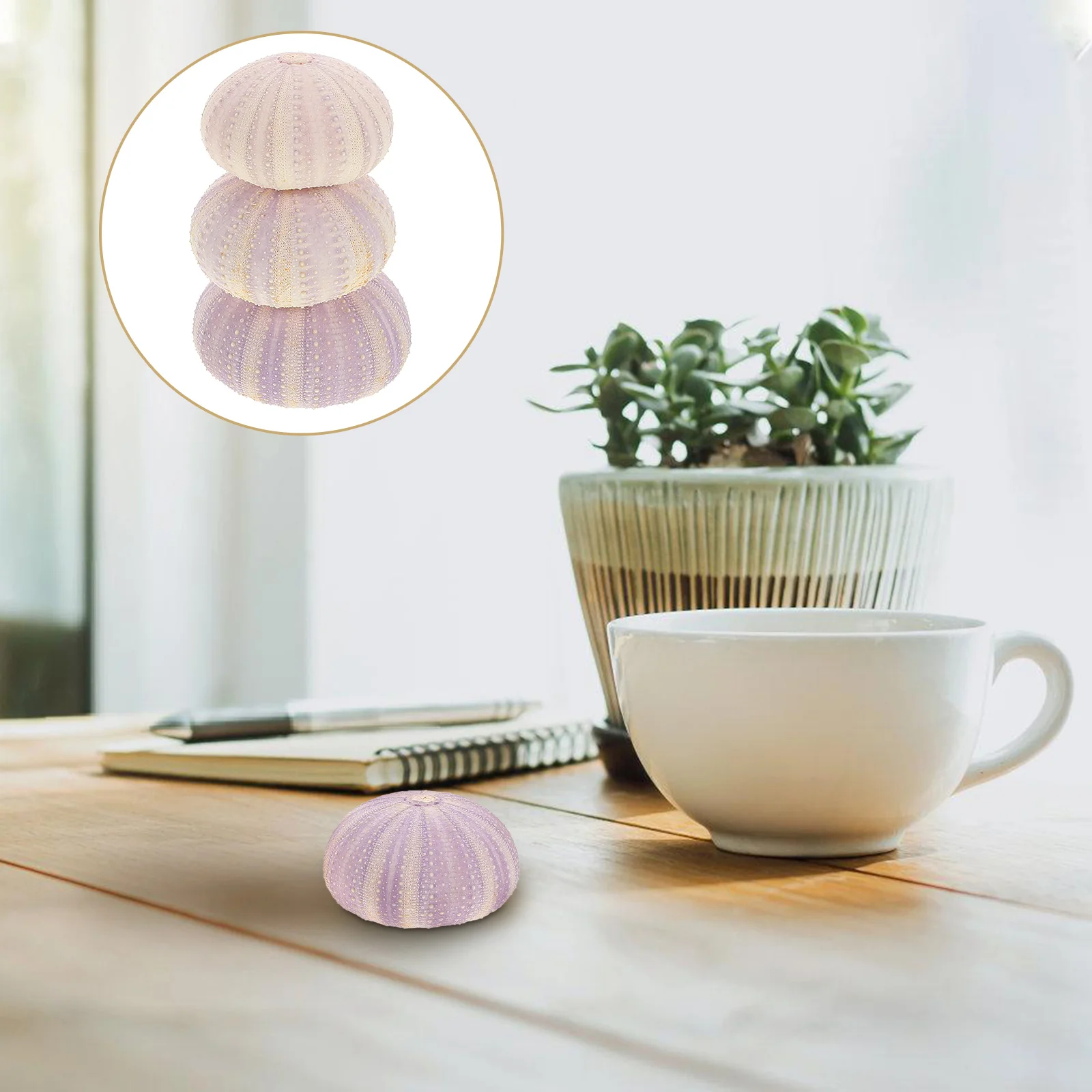 

3 Pcs Urchin Shells Small Plant Pot Air Planting Pot Natural Dried Ornament Home Office Decor Air Plant Holder