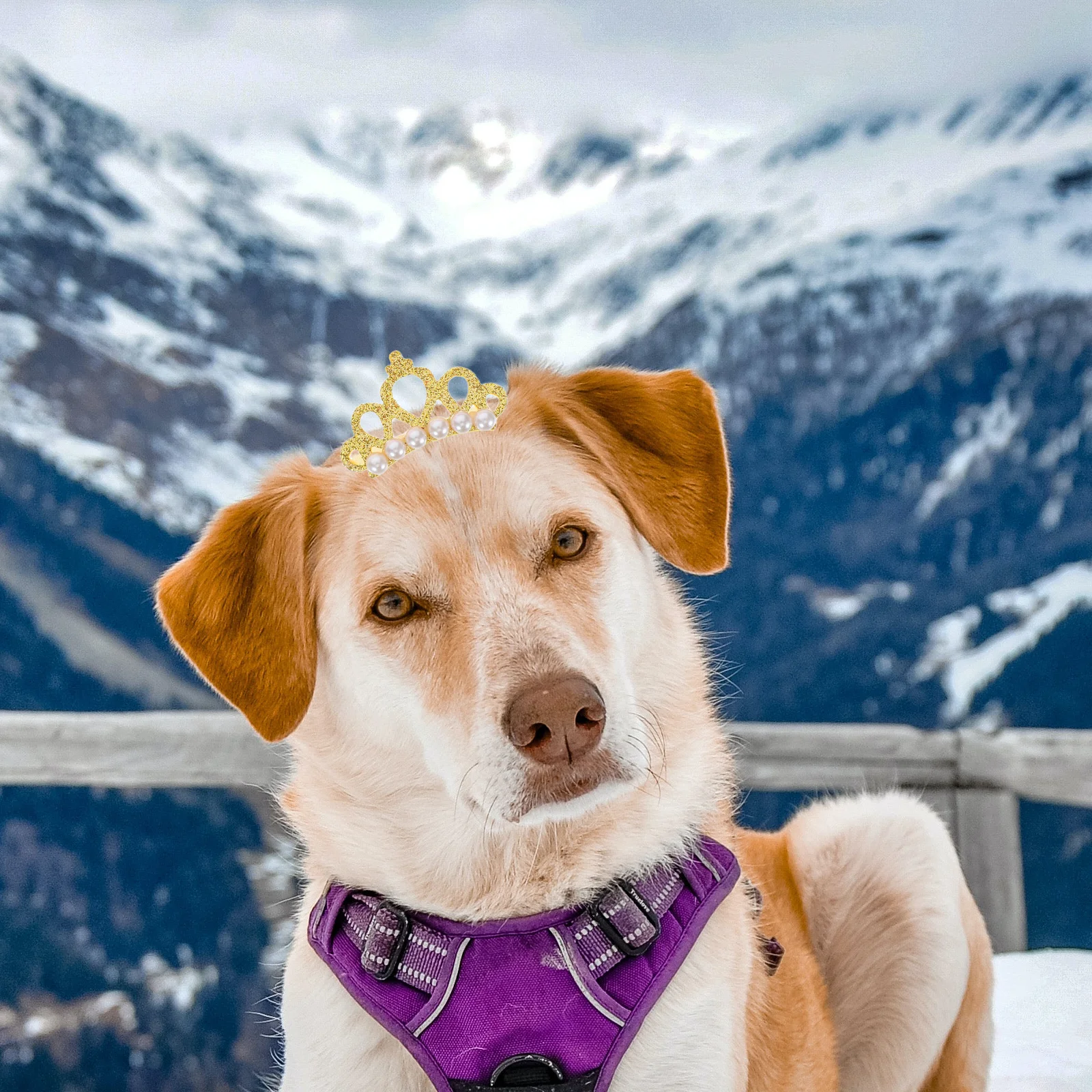 

10Pcs Dog Hair Clips Pearl Crown Shaped Soft Comfortable Pet Headdress Hair Accessories for Party Photo Props Pet Headdress