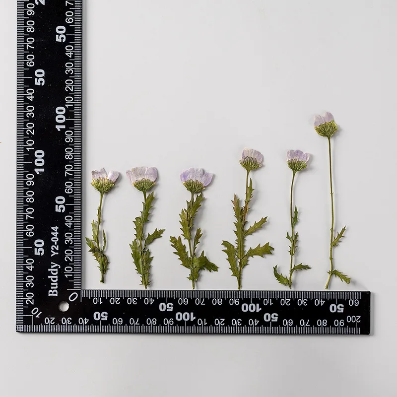5-8cm/24 Stück, Seitlich Gepresste Kristallchrysantheme mit Zweig, Getrocknete Blumen DIY Handgemachte Aufkleber Fotorahmen Lesezeichen Geschenkkarten-Deko – Detail 36