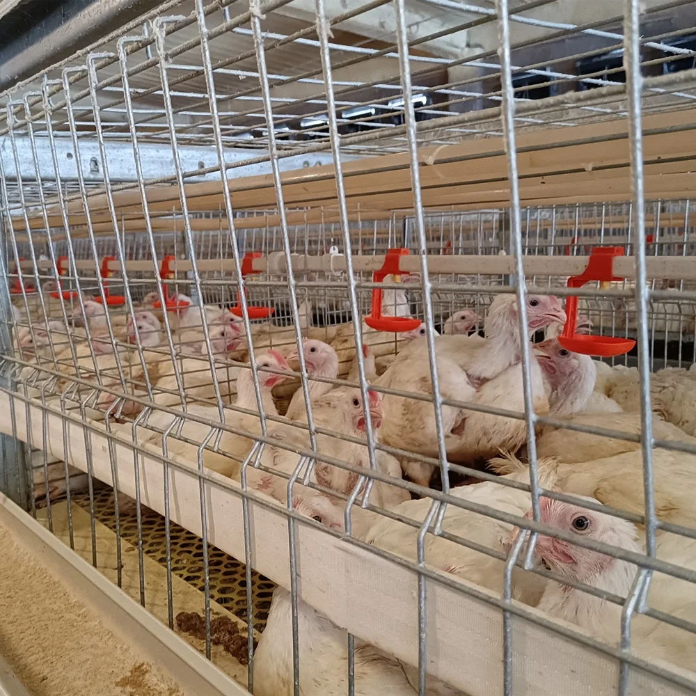 Lowest Price Coop 200 Bird Layer Price Broiler Chicken Breeding Cage With High Quality