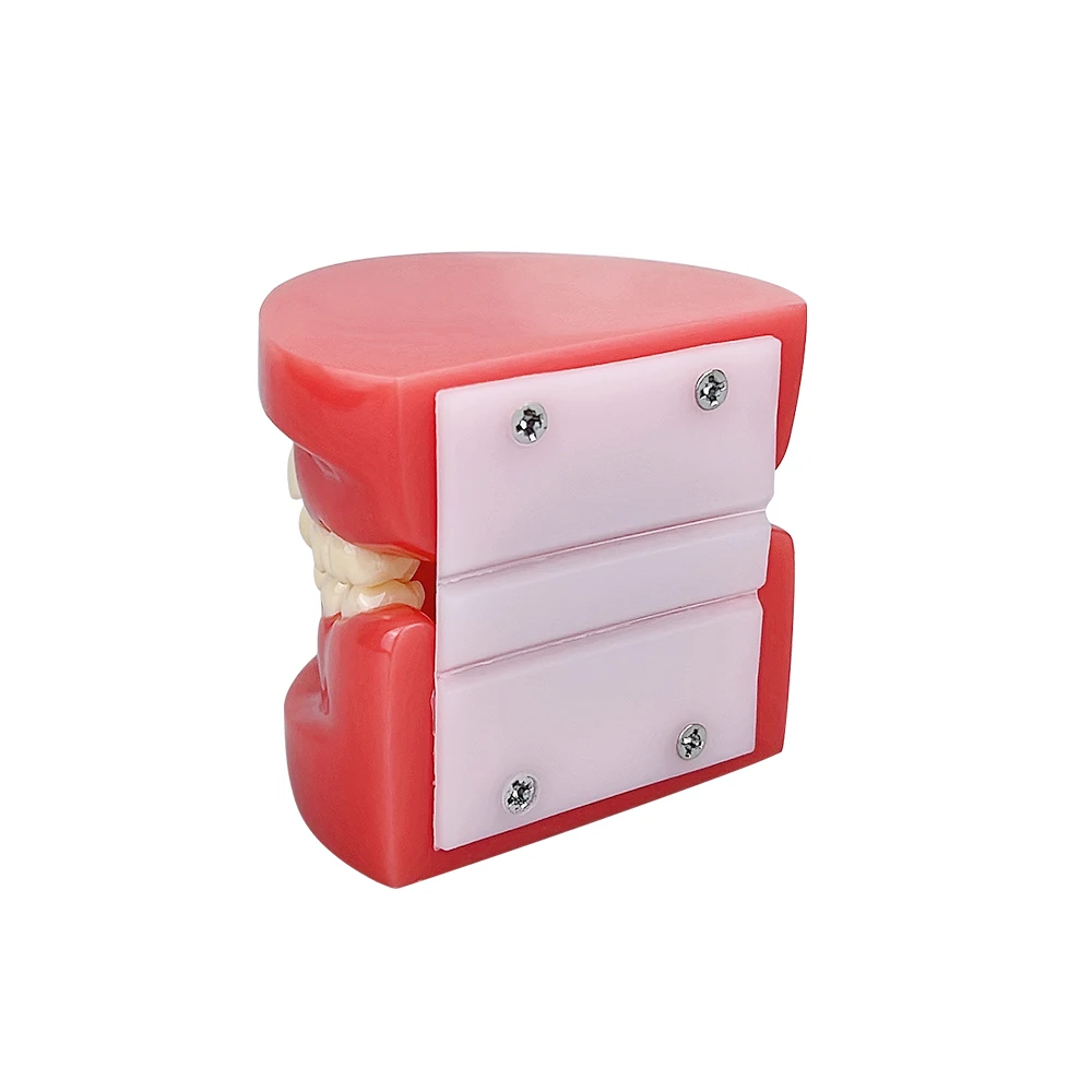 

1 шт. Ортодонтическая модель зубов (типодонт) для демонстрации в стоматологии, инструмент для общения с пациентами и обучения