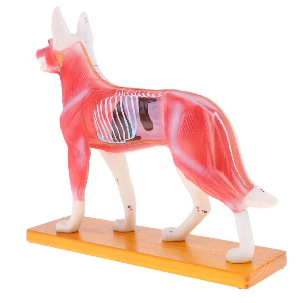 Dog Canine Acupuncture Model Professional Model with School Lab Study Model