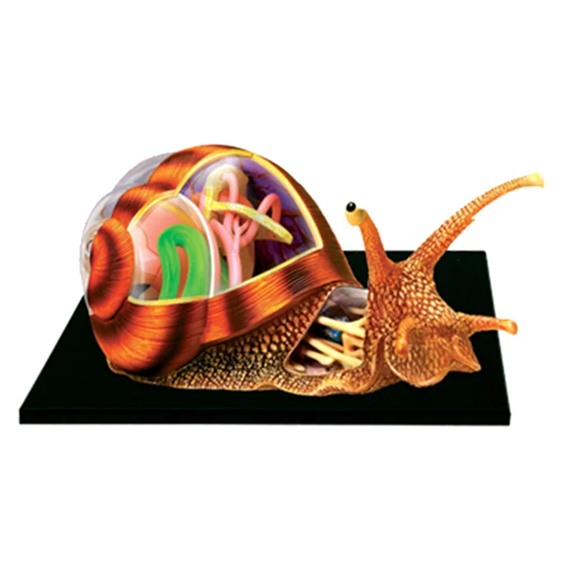 modelo biologico do ensino do orgao do caracol puzzle montando o brinquedo simulacao animal anatomia 01