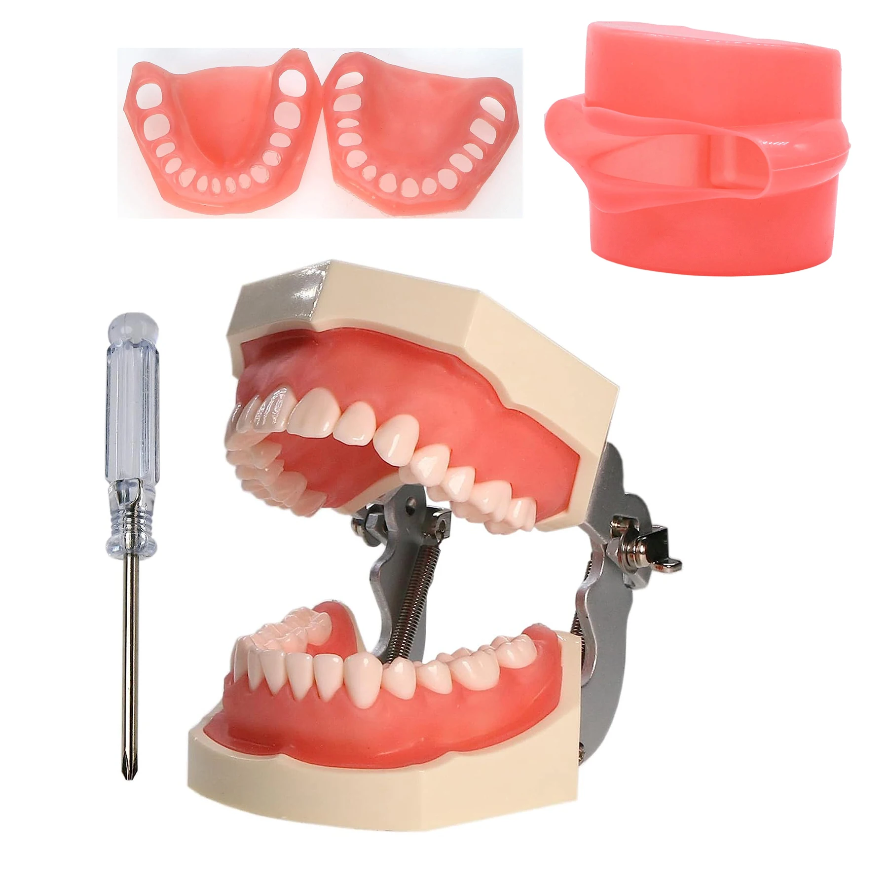 Dental Typodont Teeth Model 28 Removable Teeth Compatible with Nissin Detachable with a Screwdriver for Teaching Study