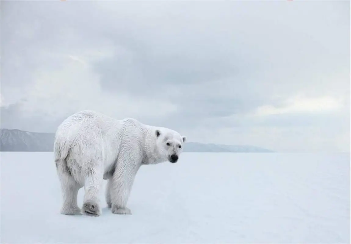 LATAR BELAKANG musim dingin putih Snowscape fotografi latar belakang beruang kutub di jalan luar ruangan pesta liburan anak-anak bayi spanduk dekorasi