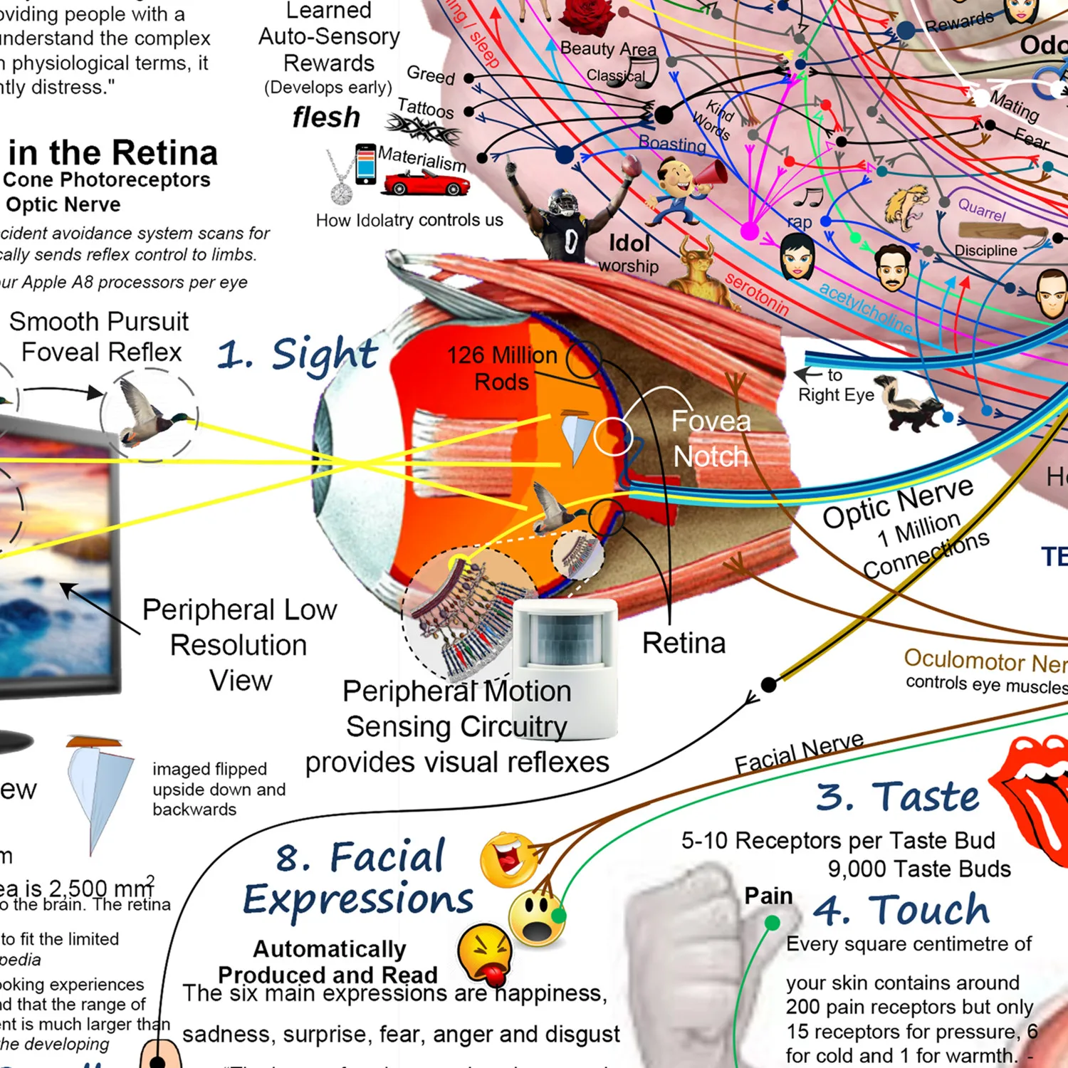Brain Functional Structure Diagram Posters Wall Charts Flag, Neuroscience Brain Thinking Deciphering Picture Banner Tapestry