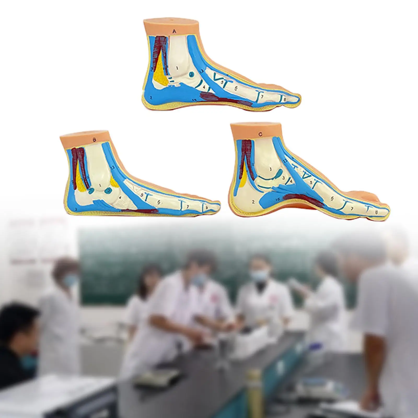 3x Human Foot Model Teaching Tool Fine Details Professional Teaching Model