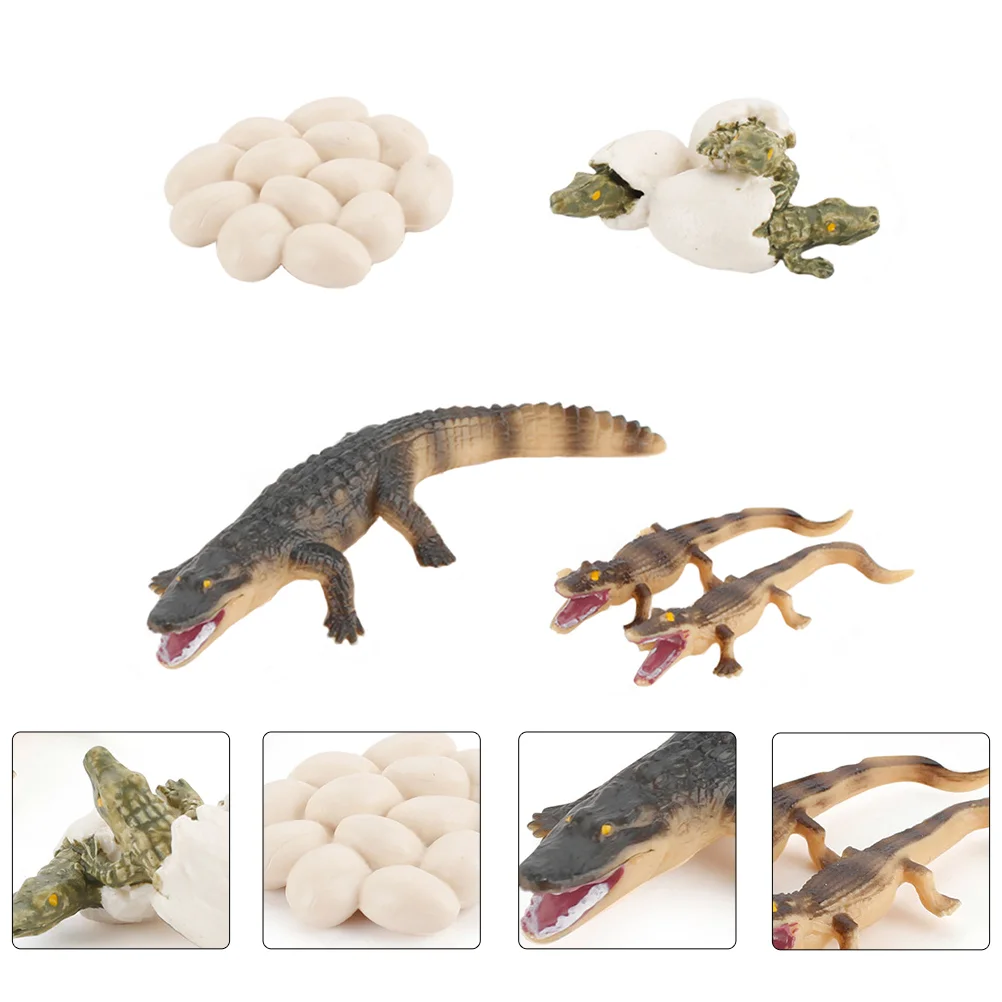 

Crocodile Growth Cycle Egg Artificial Educational Plaything Model Animal