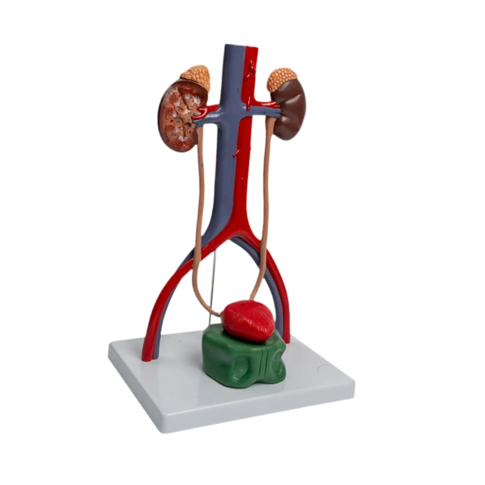 نموذج مظاهرة الجهاز البولي التناسلي تعلم العلوم نموذج الأعضاء التناسلية البشرية إمدادات التدريس نموذج هيكلي كلوي للهدايا