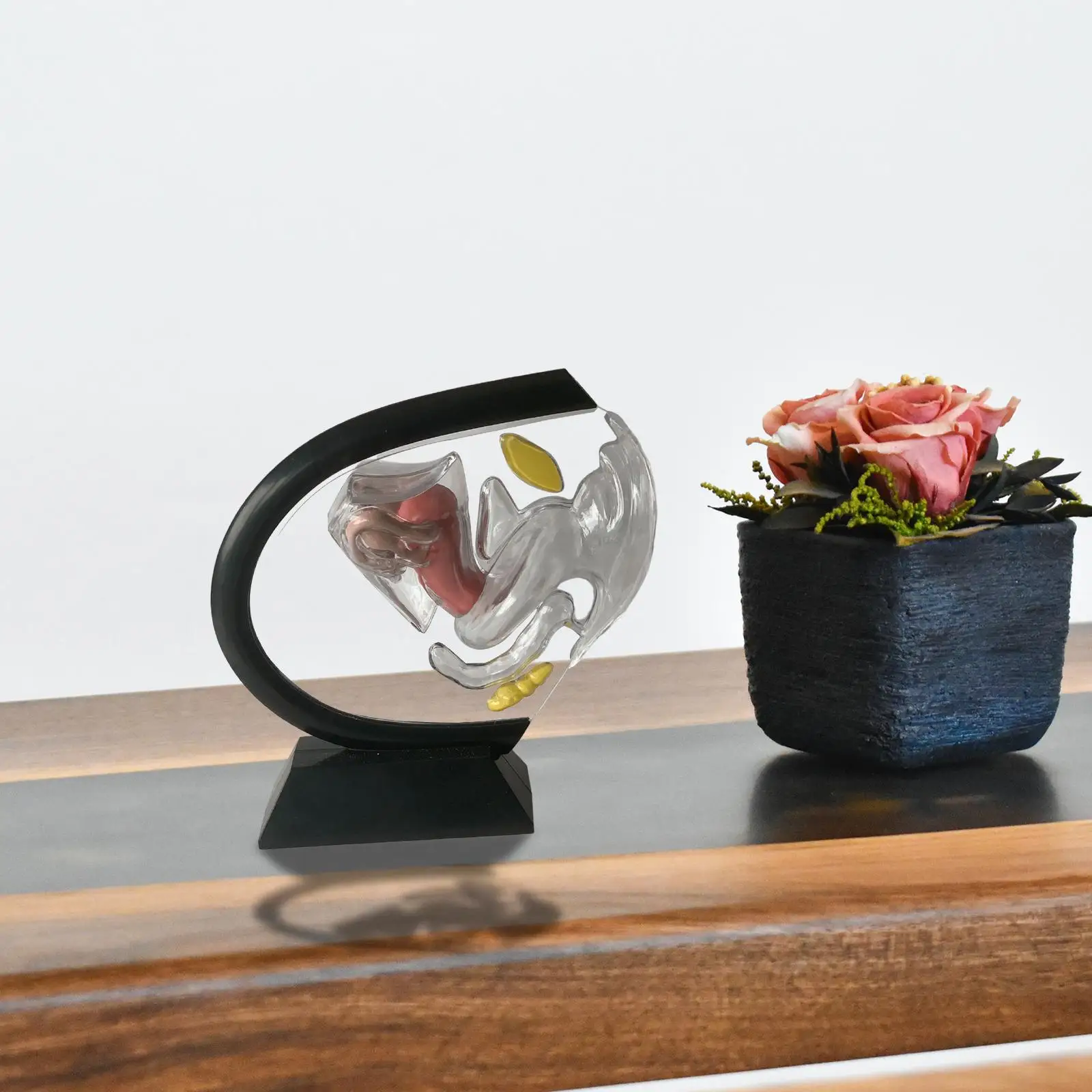 ชุดโครงสร้างรังไข่มดลูกวิทยาศาสตร์สําหรับวัสดุชีววิทยา