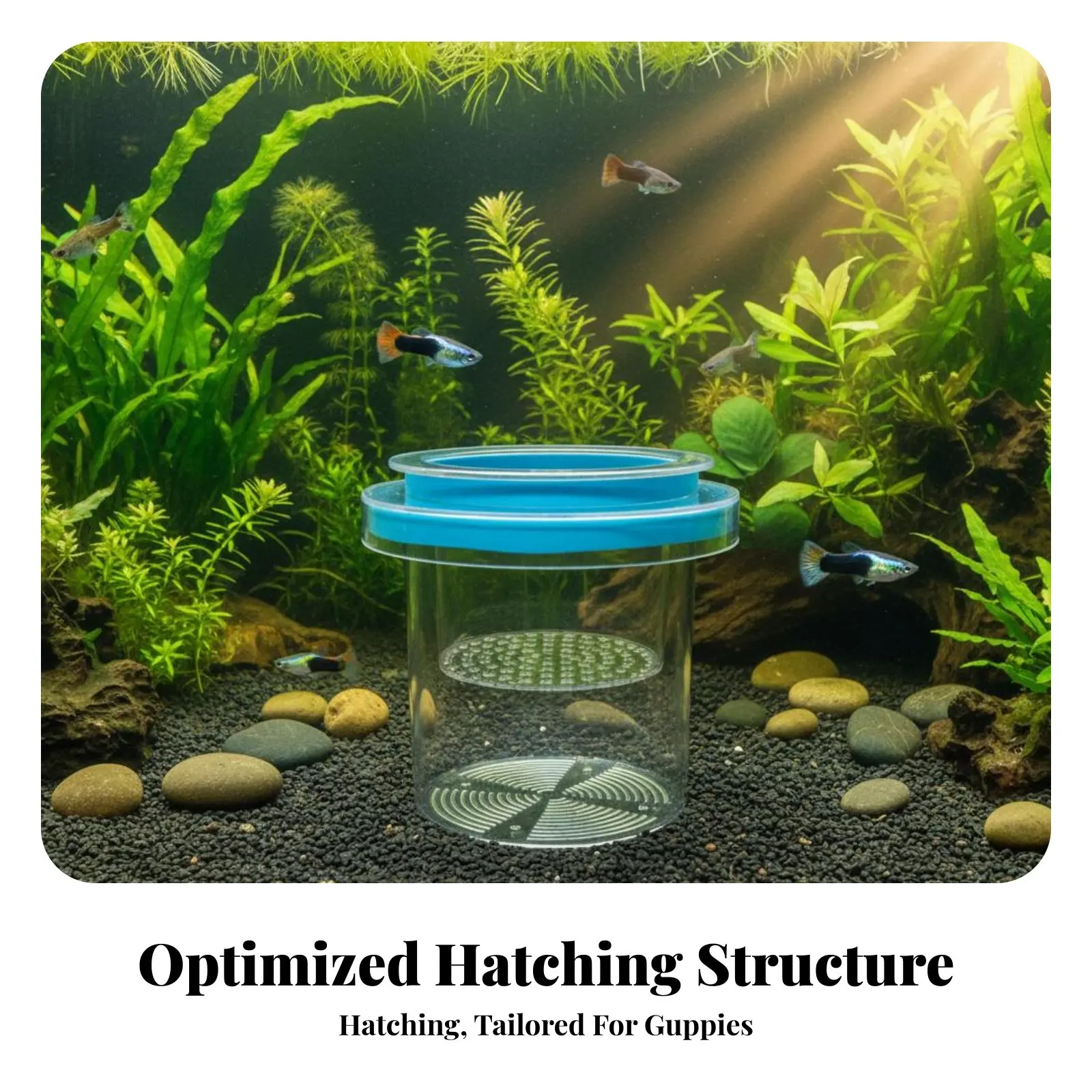 

Buoyant Breeder Box High Clearness Buoyant Aquatic Creature Hatchery Box Baby Aquatic Creature Hatchery Efficient Water Flow