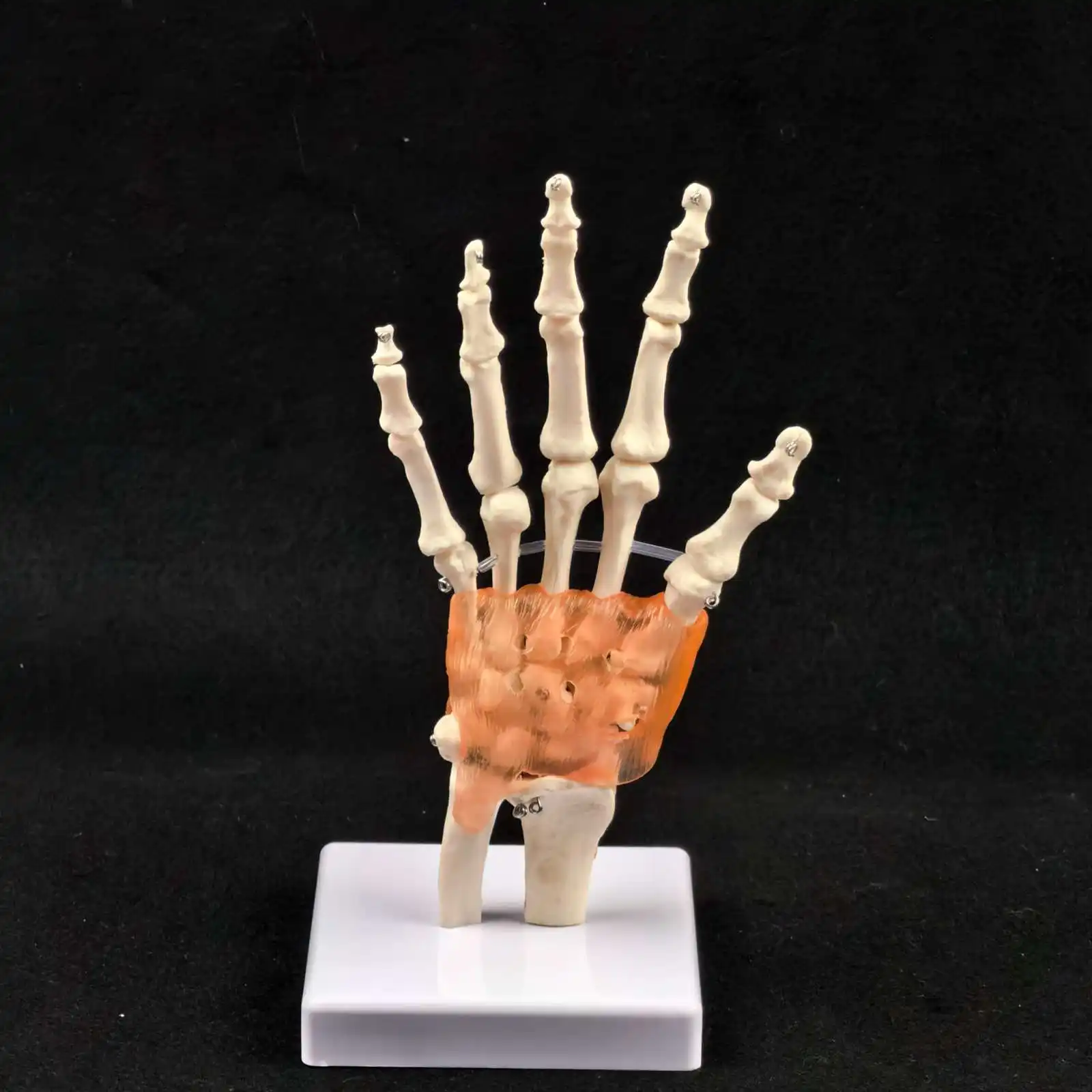 PVC Life Size Hand Joint with Ligaments Anatomical Medical Model Skeleton Anatomy Display Teaching School