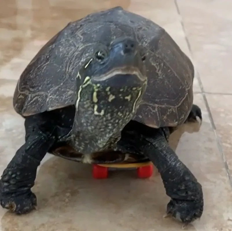 Mini petite planche à roulettes pour animaux de compagnie, tortues, perroquet, jouet, doigt, planche à roulettes