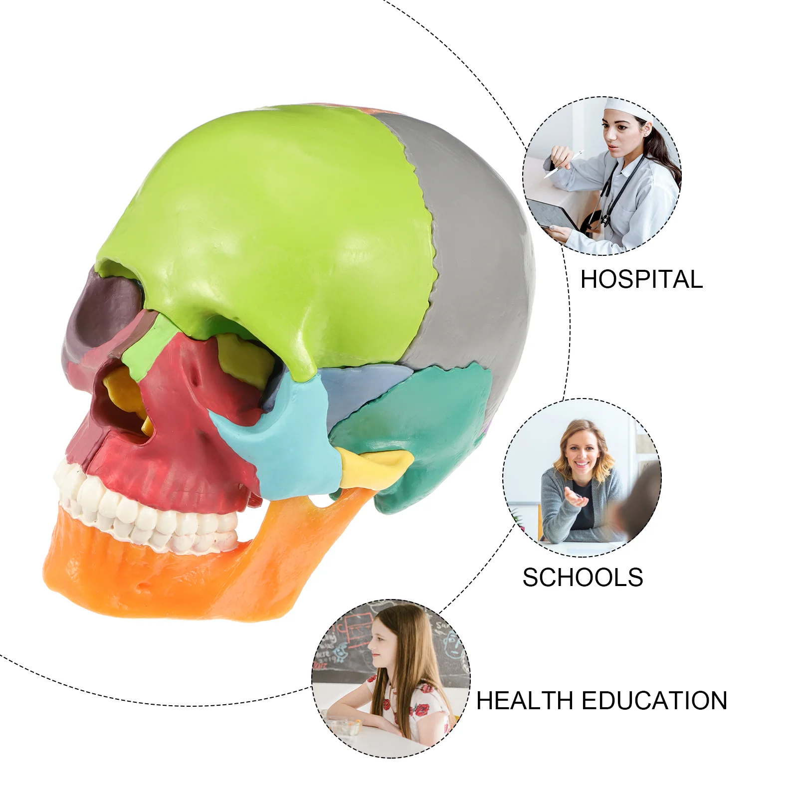 성인 해골 해부 모델, 제거 가능한 해골 모델, 의료용 해골 모델, 컬러 두개골 머리 모델