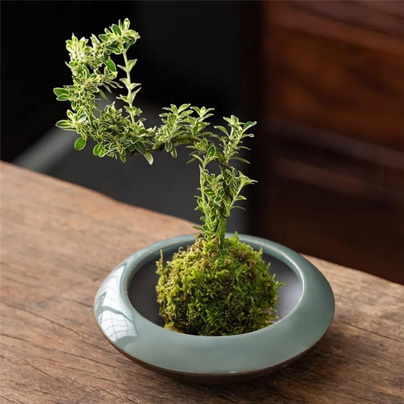 Vase Kit Vase Flower Frog Vase For Displays Moss & Hydroponic Plants Decor Gift C