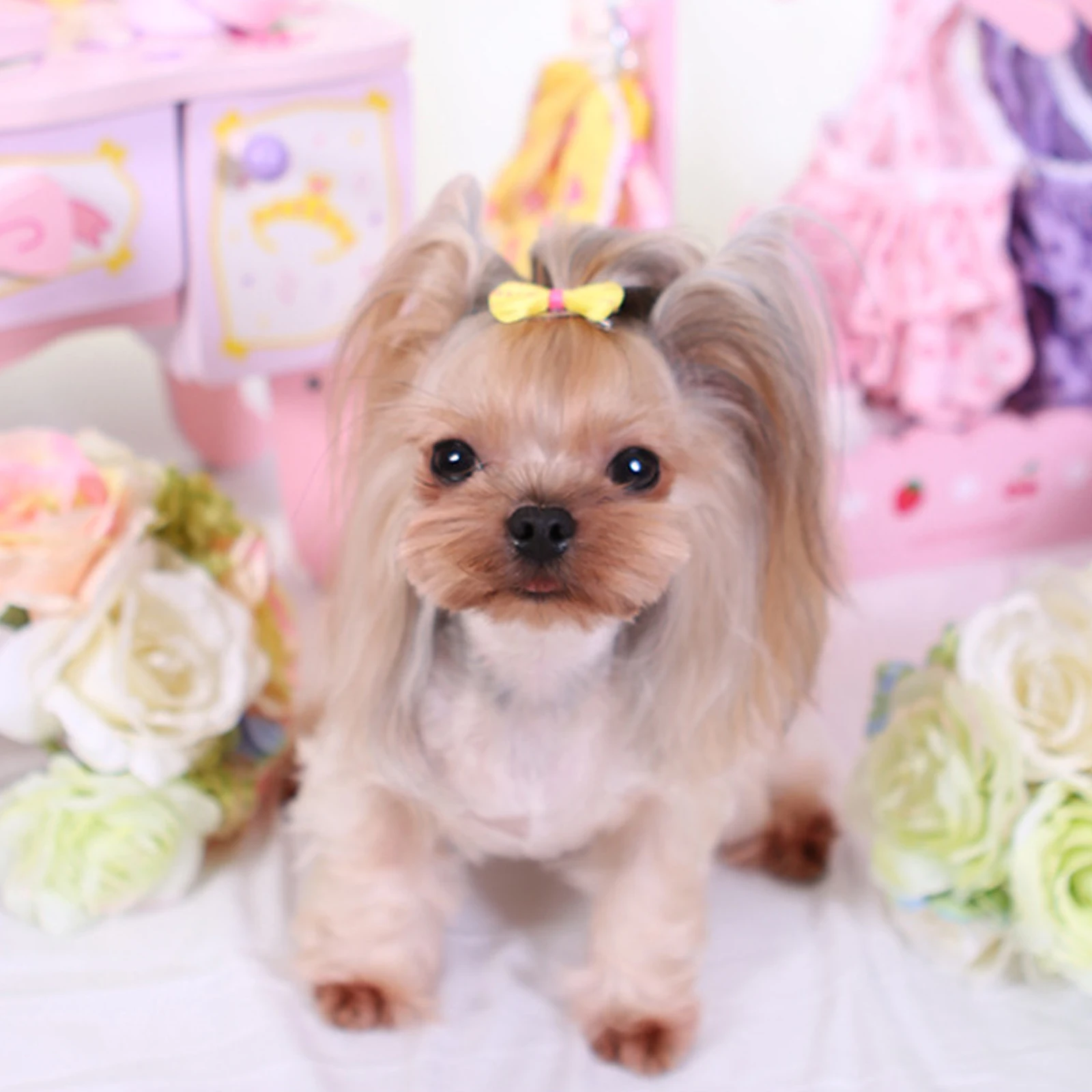 

10Pcs Pet Bowknot Hairpins Durable Colored Dog Hair Clips Decorative Pet Hair Accessories for Daily Use and Events